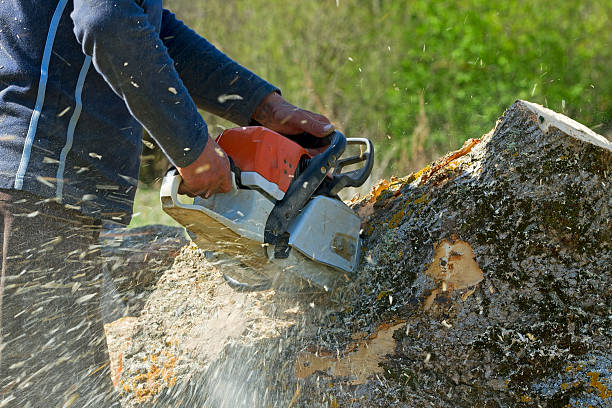 Best Leaf Removal  in Hutchins, TX