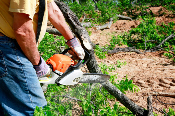 Best Tree Risk Assessment  in Hutchins, TX